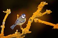 Mésange bleue oiseaux;passereaux;mesange bleue;parus caeruleus;yvelines 78;france; 