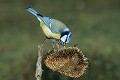 Mésange bleue oiseaux;passereaux;mesange bleue;parus caeruleus;tournesol;yvelines 78;france; 