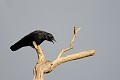 Corneille noire oiseaux;passereaux;corvides;corneille noire;corvus corone;boucle de moisson;yvelines 78;france; 