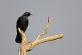 Corneille noire oiseaux;passereaux;corvides;corneille noire;corvus corone;boucle de moisson;yvelines 78;france; 
