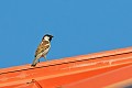 Moineau cisalpin sur un toit oiseaux;passereaux;moineau cisalpin;passer domesticus italiae;toit;male;aleria;corse du sud;france; 
