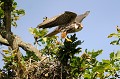 Faucon hobereau à l'envol oiseau;rapace;faucon hobereau;falco subbuteo;envol;nid;boucle de moisson;yvelines;78;france; 