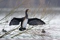 Grand cormoran ailes ouvertes oiseau;palmipède;grand cormoran;phalacrocorax c. carbo;ailes ouvertes;séchage;juvénile;boucle de moisson;yvelines;78;france; 