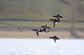 Macreuses brunes en vol oiseau;palmipède;macreuse brune;melanitta fusca;vol;groupe;boucle de moisson;yvelines;78;france; 