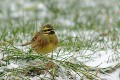 Bruant zizi oiseaux;passereaux;bruant zizi;emberiza cirlus;mâle;hiver;neige;yvelines;78;france; 