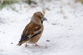 Grosbec casse-noyaux dans la neige oiseau;passereau;grosbec casse-noyaux;coccothraustes coccothraustes;femelle;neige;hiver;yvelines;78;boucle de moisson;france; 