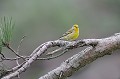 Venturon montagnard dans un pin oiseau;passereau;venturon montagnard;serinus citrinella;male;pin;col de bavella;corse du sud;2a;france; 