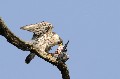 Faucon pèlerin avec sa proie oiseau;rapace;faucon pèlerin;falco peregrinus;proie;pigeon bizet;yvelines;78;france; 