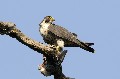 Faucon pèlerin et sa proie oiseau;rapace;faucon pèlerin;falco peregrinus;proie;boucle de moisson;yvelines;78;france; 