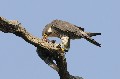 Faucon pèlerin dévorant un pigeon biset oiseau;rapace;faucon pèlerin;falco peregrinus;proie;pigeon biset;boucle de moisson;yvelines;78;france; 