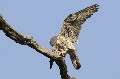Faucon pèlerin dévorant sa proie oiseau;rapace;faucon pèlerin;falco peregrinus;proie;pigeon biset;boucle de moisson;yvelines;78;france; 