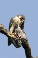 Faucon pèlerin avec sa proie oiseau;rapace;falconidé;faucon pèlerin;falco peregrinus;proie;pigeon biset;boucle de moisson;yvelines;78;france; 