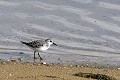 Bécasseau sanderling au bord de l'eau oiseaux;échassier;scolopacidé;bécasseau sanderling;calidris alba;lac;yvelines;78,france; 