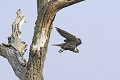 Faucon hobereau à l'envol oiseaux;rapace;diurne;faucon hobereau;falco subbuteo;vol;envol;yvelines;78;france 