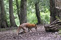 Renard roux recherchant un campagnol mammifères;canidés;renard roux;vulpes vulpes;eure;27;france; 