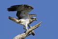 Balbuzard pêcheur se posant sur un arbre mort Oiseaux;Rapace;Balbuzard pêcheur;pandion haliaetus;aigle pêcheur;poisson dans les serres;yvelines;78;france; 