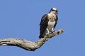Balbuzard pêcheur posé sur un arbre mort Oiseau;rapace;Balbuzard pêcheur;aigle pêcheur;pandion haliaetus;arbre mort;yvelines;78;France; 