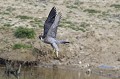 Faucon pèlerin à l'envol près d'une mare oiseaux;rapace;faucon pèlerin;falco peregrinus;envol;mare 