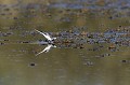 Bergeronnette grise se reflétant dans l'eau oiseau;passereau;bergeronnette grise;reflet;etang;motacilla alba; 