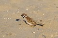 Moineau friquet dans un bac à sable oiseaux;passereaux;moineau friquet au sol sur le sable;passer montanus 