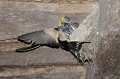 Hirondelle rustique nourrissant ses jeunes au nid oiseaux;passereaux;hirondelle rustique;hirondelle de cheminée;hirundo rustica;nourrissage  au nid; 