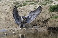 Faucon pèlerin au sol descendant à la mare oiseaux;rapaces;faucon pèlerin allant s'abreuver;mare;falco peregrinus;ailes ouvertes 