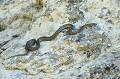 Coronelle girondine sur un rocher serpent;reptile;coronelle girondine sur un rocher;coronella girondica; 