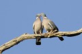 Pigeons ramiers en couple Oiseaux;colombins;pigeon ramier;couple;parade;columba palumbus; 