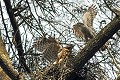 Autour des palombes avec un de ses jeunes au nid oiseaux;rapace;autour des palombes; nid;accipiter gentilis; 