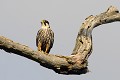 faucon hobereau perché sur un arbre mort oiseaux;rapace;faucon hobereau;falco subbuteo; 