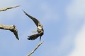 Faucon hobereau en chasse oiseaux;rapace;faucon hobereau;vol;chasse;falco subbuteo; 