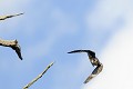 Faucon hobereau en chasse oiseaux;rapaces;faucon hobereau;vol;chasse;falco subbuteo; 