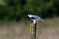 Elanion blanc perché sur un poteau de clôture oiseau;rapace;elanion blanc;elanus caeruleus;poteau;pose;france; 