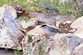 Fauvette à tête noire mâle au sol oiseau;passereau;fauvette a tete noire;sylvia atricapilla;male;lot 46;france; 