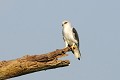Elanion blanc sur un arbre mort Oiseau;rapace;elanion blanc;elanus caeruleus;arbre mort;lot 46;France; 