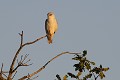Elanion blanc sur une branche morte oiseau;rapace;elanion blanc;elanus caeruleus;branche morte;lot 46;France 