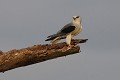 Elanion blanc sur un arbre mort oiseau;rapace;elanion blanc;elanus caeruleus;arbre mort;lot 46;France 