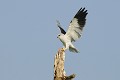 Elanion blanc atterrissant sur un arbre mort oiseau;rapace;elanion blanc;elanus caeruleus;atterrissage;arbre mort;lot 46;France 