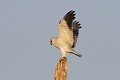 Elanion blanc atterrissant sur un arbre mort oiseau;rapace;elanion blanc;elanus caeruleus;atterrissage;arbre mort;lot 46;France 