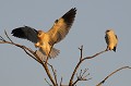 Elanion blanc juvénile à l'atterrissage oiseau;rapace;elanion blanc;elanus caeruleus;juvénile;atterrissage;lot 46;France 