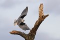 Elanion blanc décollant d'un arbre mort oiseau;rapace;elanion blanc;elanus caeruleus;décollage;arbre mort;lot 46;France 