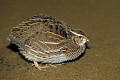 Caille des blés oiseau;gallinacé;caille-des-blés;coturnix-coturnix;france; 