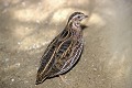 Caille des blés oiseau;gallinacé;caille-des-blés;coturnix-coturnis;france; 