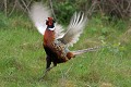 Faisan de Colchide en parade nuptiale oiseau;gallinacé;faisan-de-colchide;phasianus-colchicus;coq;parade-nuptiale;yvelines;78;france; 