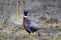 Faisan de Colchide oiseau;gallinacé;faisan-de-colchide;phasianus-colchicus;male;yvelines;78;france; 