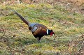 Faisan de Colchide oiseau;gallinacé;faisan-de-colchide;phasianus-colchicus;male;yvelines;78;france; 