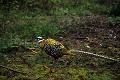 Faisan vénéré en sous-bois oiseau;gallinacé;faisan-vénéré;syrmaticus-reeves;male;yvelines;78;france; 