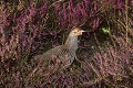 Perdrix grise dans des bruyères oiseau;gallinacé;perdrix-grise;perdix-perdix;bruyères;callunes;yvelines;78;france; 