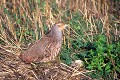 Perdrix grise oiseau;gallinacé;perdrix-grise;perdix-perdix;yvelines;78;france; 