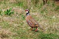 Perdrix rouge au sol oiseau;gallinacé;perdrix-rouge;alectoris-rufa;sol;yvelines;78;france; 